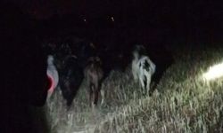 Çivril İğdir Mahallesi’nde Kayıp Keçi Operasyonu
