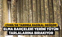 Çivril’de Tarımda Radikal Değişim! Elma Bahçeleri Yerini Tütün Tarlalarına Bırakıyor