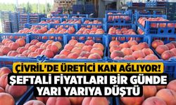 Çivril'de Üretici Kan Ağlıyor! Şeftali Fiyatları Bir Günde Yarı Yarıya Düştü