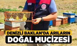 Denizli Baklan’da Arıların Doğal Mucizesi