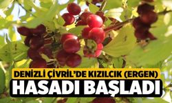 Denizli Çivril’de Kızılcık (Ergen) Hasadı Başladı
