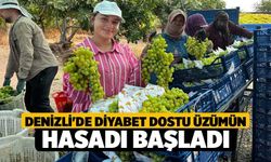 Denizli'de Diyabet Dostu Üzümün Hasadı Başladı