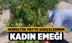 Denizli'de Meyve Bahçelerinde Kadın Emeği