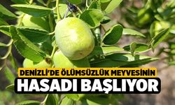 Denizli'de Ölümsüzlük Meyvesinin Hasadı Başlıyor