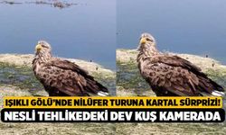 Işıklı Gölü’nde Nilüfer Turuna Kartal Sürprizi! Nesli Tehlikedeki Dev Kuş Kamerada