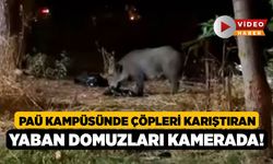 PAÜ Kampüsünde Çöpleri Karıştıran Yaban Domuzları Kamerada!