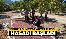 Denizli Güney'de Antep Fıstığı Hasadı Başladı