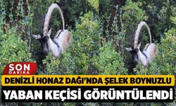 Denizli Honaz Dağı'nda Şelek Boynuzlu Yaban Keçisi Görüntülendi