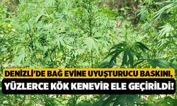 Denizli'de Bağ Evine Uyuşturucu Baskını, Yüzlerce Kök Kenevir Ele Geçirildi!