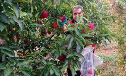 Denizli'de Elma Bahçelerinde Hasat Öncesi Pestisit Kontrolü