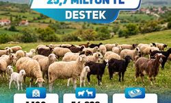 Denizli'de Küçükbaş Üreticisine 25,7 Milyon Liralık Destek