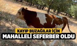 Kayıp Buzağılar İçin Mahalleli Seferber Oldu!