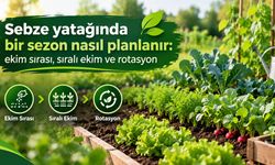 Sebze yatağında bir sezon nasıl planlanır: ekim sırası, sıralı ekim ve rotasyon