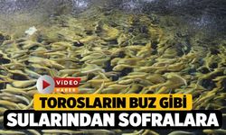Torosların Buz Gibi Sularından Sofralara