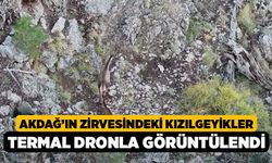 Akdağ’ın Zirvesindeki Kızılgeyikler Termal Dronla Görüntülendi!