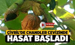 Çivril’de Chandler Cevizinde Hasat Başladı