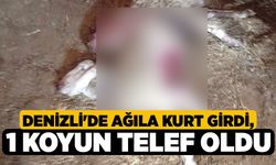 Denizli'de Ağıla Kurt Girdi, 1 Koyun Telef Oldu