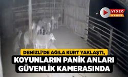 Denizli'de Ağıla Kurt Yaklaştı, Koyunların Panik Anları Güvenlik Kamerasında
