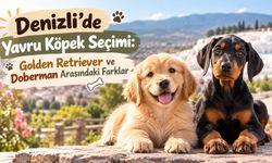 Denizli’de Yavru Köpek Seçimi: Golden Retriever ve Doberman Arasındaki Farklar