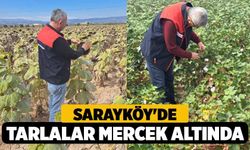 Sarayköy'de Tarlalar Mercek Altında