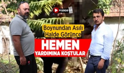 Boynundan Asılı Halde Görünce Hemen Yardımına Koştu