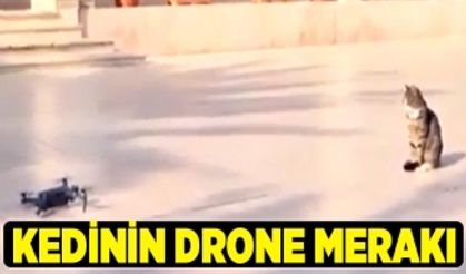 Kedinin Drone Merakı