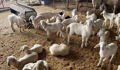 Soğuk havalarda gerçekleşen doğumun ardından üreticilerin yüzü güldü