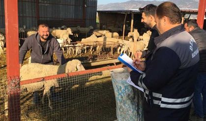 Denizli hayvancılığında sağlık, üretim ve güç bir arada