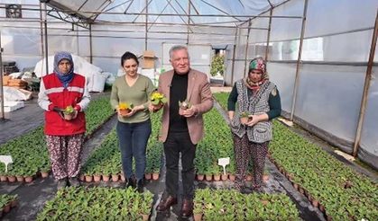 Honaz'da 8 Mart'a özel 8 bin çiçek kadınlara dağıtılacak