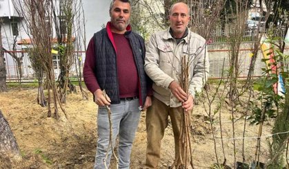 Buldan'ın bereketli toprakları fidanlarla canlanıyor