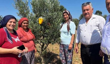 Buldan’da zeytin sineğine karşı fenomen tuzak dağıtıldı