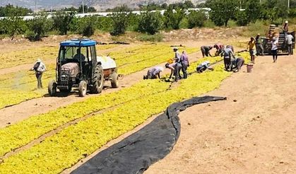 Buldanlı Üzüm Üreticisinin Çilesi Cumhurbaşkanlığı’na Taşındı