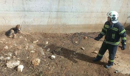 Denizli Buldan'da Boş Havuzda Mahsur Kalan Av Köpeği Kurtarıldı