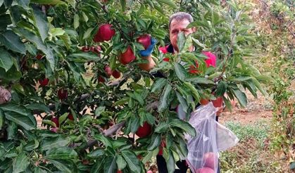 Denizli'de Elma Bahçelerinde Hasat Öncesi Pestisit Kontrolü