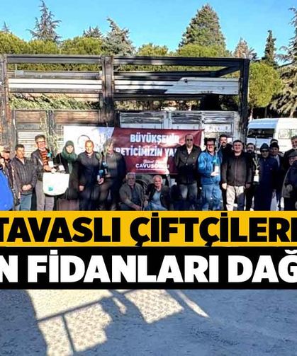 Tavaslı çiftçilere zeytin fidanları dağıtıldı