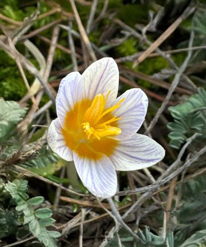 Çameli’de Doğa Uyandı, Endemik Güzellikler Yüzünü Gösterdi!