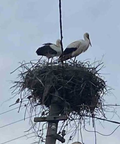 2 Aşık Leylek Geleneği Bozmadı