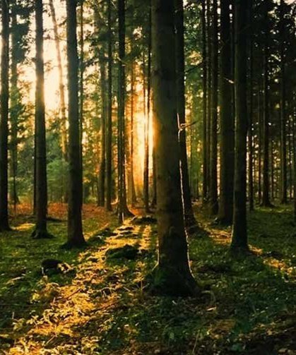 Denizli’de Orman Yangınlarına Karşı Yeni Tedbirler ve Giriş Yasakları