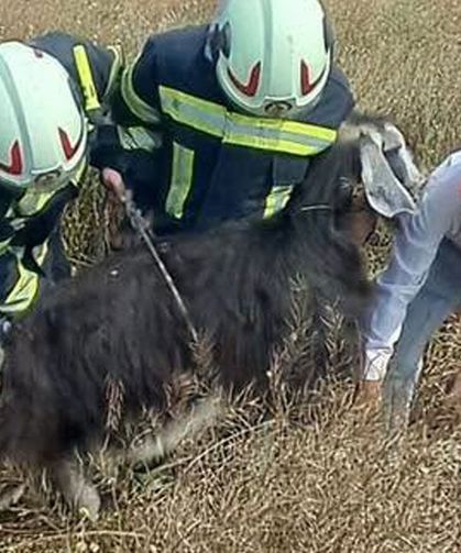 Denizli'de kuyuya düşen keçileri itfaiye kurtardı
