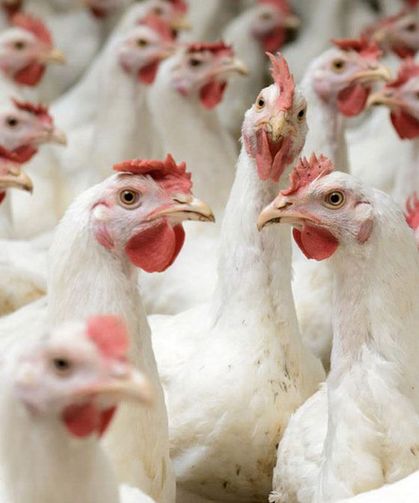 Gedik Piliç, Erpiliç, Keskinoğlu ve Lezita’nın Denetim Kayyumu Kararı Durduruldu