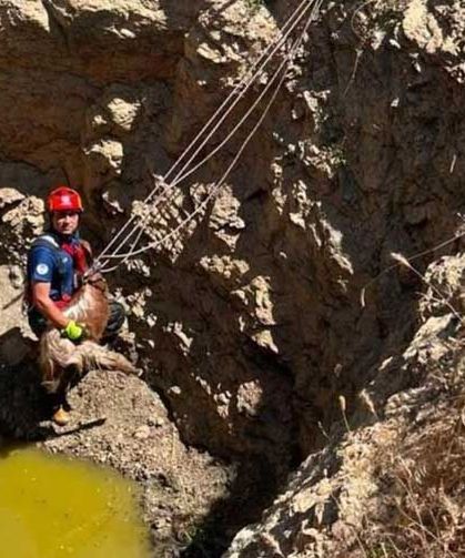 Çukura düşen küçükbaş hayvanı itfaiye kurtardı
