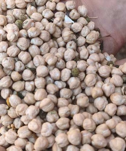 Denizli Ticaret Borsası’nın Yerli Tohumu ‘Borsa-20’ Nohudunda Hasat Heyecanı!