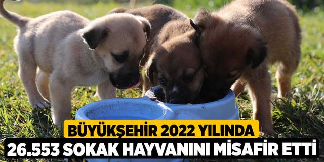 Büyükşehir 2022 yılında 26.553 sokak hayvanını misafir etti