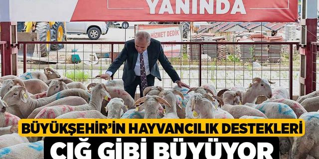 Büyükşehir’in hayvancılık destekleri çığ gibi büyüyor