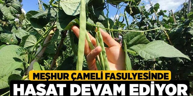 Meşhur Çameli fasulyesinde hasat devam ediyor