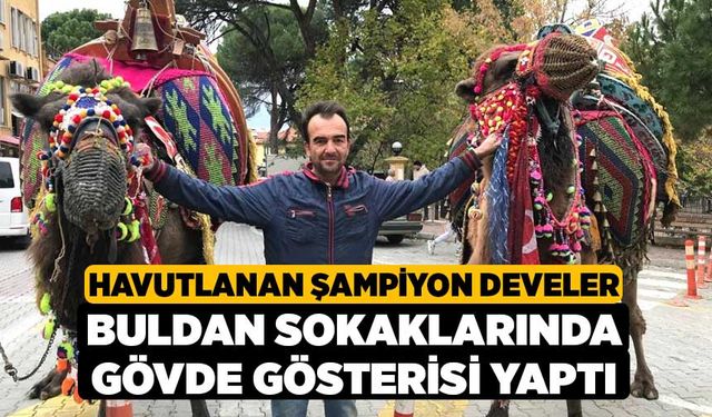 Havutlanan Şampiyon Develer Buldan Sokaklarında Gövde Gösterisi yaptı