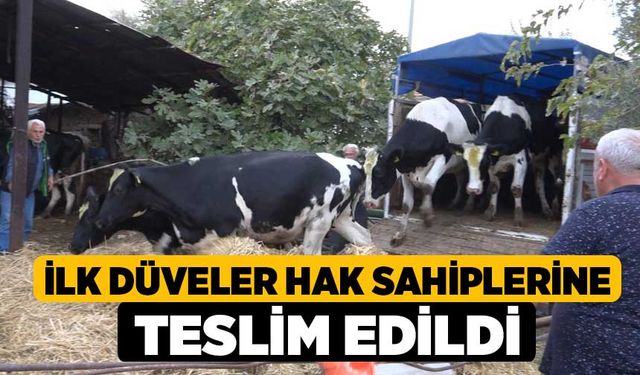 İlk düveler hak sahiplerine teslim edildi