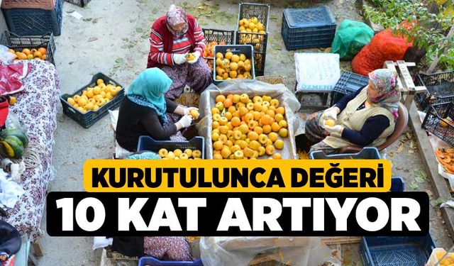 Kurutulunca değeri 10 kat artıyor