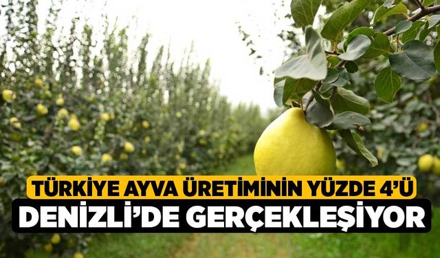 Türkiye ayva üretiminin yüzde 4’ü Denizli’de gerçekleşiyor