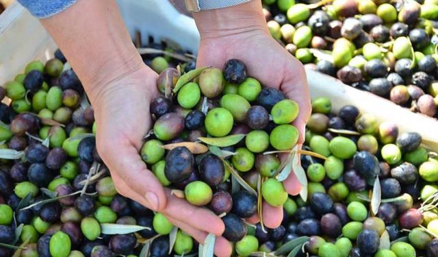 Denizli zeytin ve zeytinyağındaki iddiasını ortaya koydu